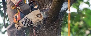 Best Tree Risk Assessment  in High Bridge, WA