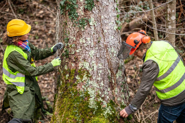 Best Seasonal Cleanup (Spring/Fall)  in High Bridge, WA