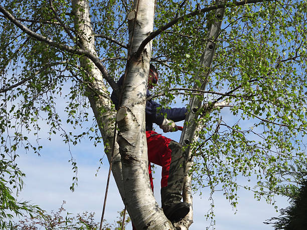 Professional Tree Care in High Bridge, WA